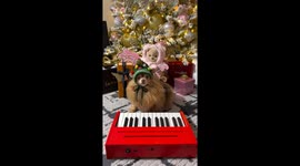 Pomeranian Playing Piano for Christmas