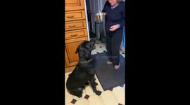 Patient pup waits politely before carrying off his dinner in Durham, England, UK