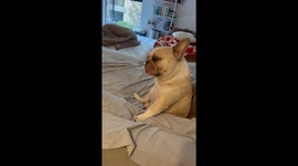 Unbothered French bulldog scratches away on the bed in Los Angeles, California, USA