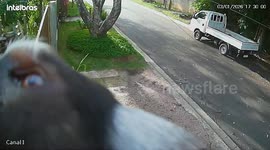 CCTV shows curious marmoset inspecting security camera in Brazil