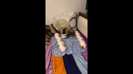 Cheeky pet cat sleeps on baby's pillow