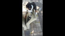 Dog Drinks From Water Well By Herself