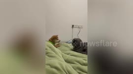 Testy cat puts cheeky Shiba Inu pup firmly in its place with a series of slaps