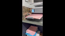 IT Cat Provides Hands-On Printer Support For Paper Jam