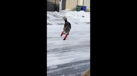 Dogs Aren't Fans Of Winter Suspenders