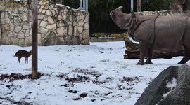 Tiny Warrior Deer Charges Huge Rhino In Face To Face Clash