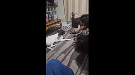 How to Steal a Rottweiler's Toy