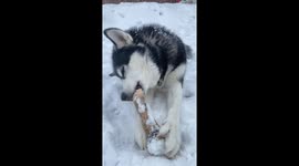 Winter Chew Symphony: Dotty the Malamute's Bone ASMR