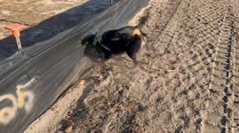 Australian Shepherd Helps Take Down Silt Fence