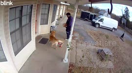 Delivery Driver Plays With Golden Retriever