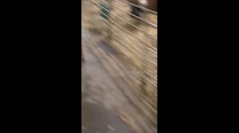 Baby Donkey Zoomies