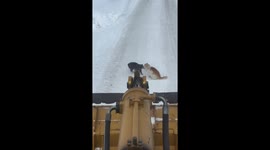 Fighting Cats Block Snow Removal Equipment