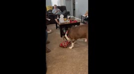 Ace The Dog Opens His Christmas Present