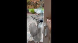 Mama Deer Brings Her Child for a Visit