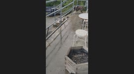 Bull Terrier Slides Off Porch