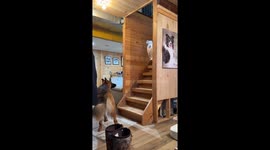 Helpful German Shepherd Brings Trash Downstairs