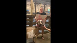 Talented Goat Paints a Masterpiece