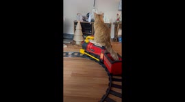 Cat Enjoys Riding Christmas Train