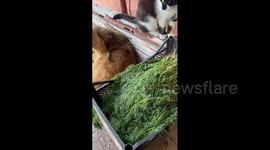 Ukraine: A dog chooses a basket of dills as a sleeping spot