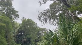 Macaques Belly Flop Into Silver River