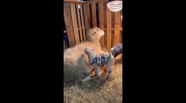 Lamb Insists On Climbing Mom