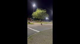 Police Officers Help Capybara Family Cross the Street