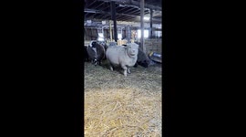 This Sheep Has Something to Say