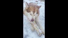 Malamute ASMR Overload: Crunchy Bone Feast in Winter Wonderland