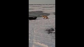 Fox steals fishermen’s catch in Astana, Kazakhstan