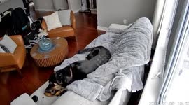 Pet dog playing with battery in heated skiing glove almost causes house to burn down