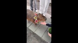Capybara holds out its hand to trade for vegetables