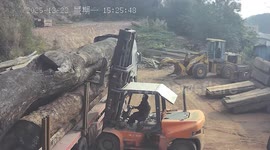 Huge tree trunk causes forklift truck to topple over