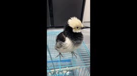Pet starling clucks like a chicken impressing owner
