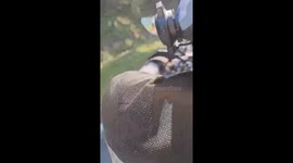 Mother monkey watches over baby killed by car