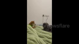 China: Blue cat slaps Shiba Inu during playful clash in China