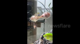 China: Chinese aquarium fish appeared to kiss in Anhui