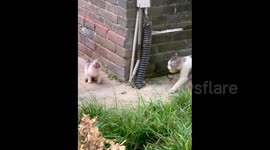 China: Stray mother cat in China brings food home and lets kitten eat first