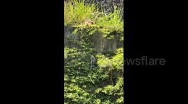 China: Mother cat rescues kitten stuck on steep stone wall in China