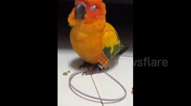 China: Colorful Chinese parrot fights sleep but continues talking