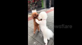 China: Two poodles stand upright while wrestling playfully in China