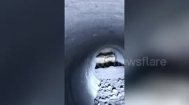 Lion cubs rescued from canal during midnight operation, officials reunite baby with mother