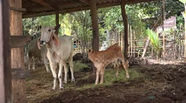 A cow and her new born calf on a farm in rural Thailand, with chickens and rooster crowing in early morning.