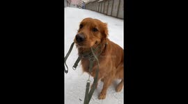 Chinese golden retriever shivers from harsh winter cold