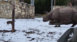 Poland: Tiny Warrior Deer Charges Huge Rhino In Face To Face Clash