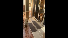 Golden Retrieve blocks other pet dog from entering family home during feeding time