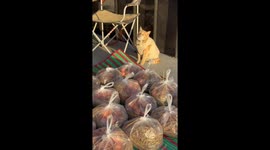 Pet cat watches over eggs being sold like a market stall vendor