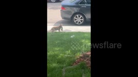 US: Looked up from my pottery wheel in my garage studio to see a kitty with a baby bunny in its mouth