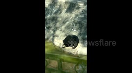 Playtime turns painful as bear cub lets out piercing scream after turtle bites its tongue at Chinese zoo