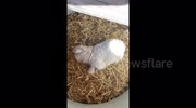 Dramatic lamb goes viral playing dead with impressed fans offering £14,000 to buy the animal