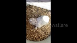 Dramatic lamb goes viral playing dead with impressed fans offering £14,000 to buy the animal